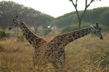 Nguuni Nature Sanctuary - Guided Hike - Giraffe Watching And Sundowner With Bonfire Tour