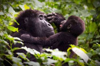Gorilla Trekking In Mgahinga Gorilla National Park Tour