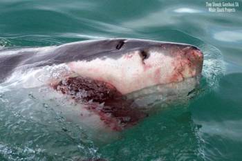 Close Encounters With Great Whites On A Shark Cage Dive Tour
