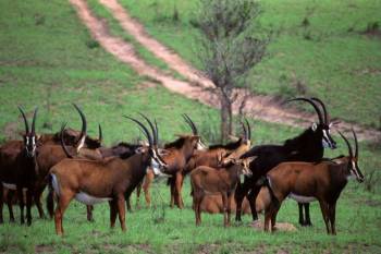 Safari In Shimba Hills National Reserve - Hike To Sheldrick Falls Tour