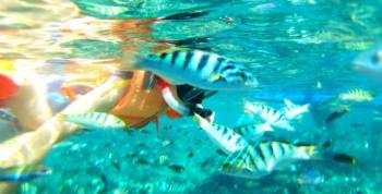 Snorkelling At Kisite Marine Park Tour