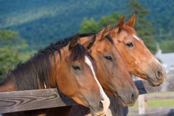 Horse-Riding Safari In Lake Mburo National Park Tour