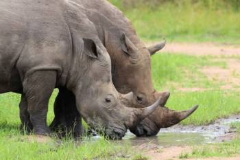 Rhino Trekking At Ziwa Rhino Sanctuary Tour