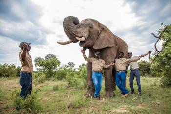 Adventure With The Elephants In Bela-Bela Tour
