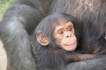 Chimpanzee Trekking In Kibale National Park Tour