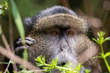 Golden Monkey Trekking In Mgahinga National Park Tour