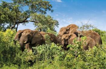 Close interaction With Elephants At Elephant Whispers