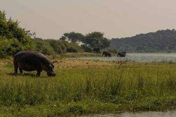 Boat Safari In Queen Elizabeth National Park Tour