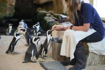 Personal Penguin Experience At Two Oceans Aquarium - Cape Town