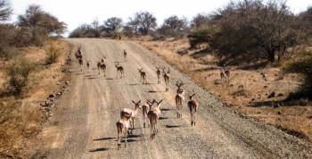 Drive From Hoedspruit To Kruger National Park - Orpen Gate