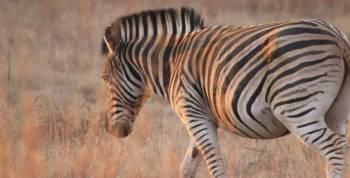 Game Drive In Groenkloof Nature Reserve Tour