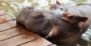 Meet Jessica The Hippo Tour