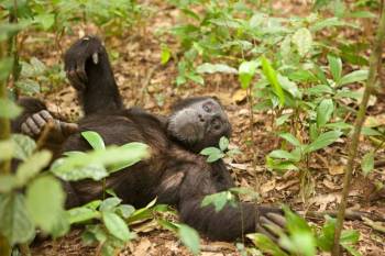 Chimpanzee Trekking In Kyambura Gorge Tour