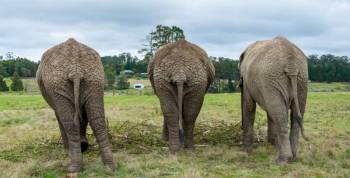 Elephant Experience In Knysna Elephant Park Tour