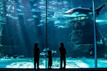 Visit Two Oceans Aquarium In Cape Town Tour