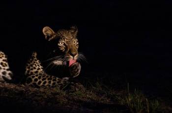 Night Game Drive In Lake Mburo National Park Tour