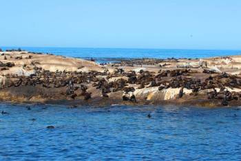 Hout Bay And Seal Island Cruise Tour