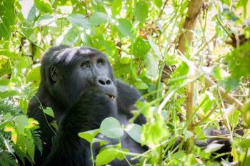 Mountain Gorilla Trekking In Rushaga - Southern Sector Tour