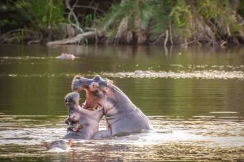 Walking Safari In Lake Mburo National Park Tour