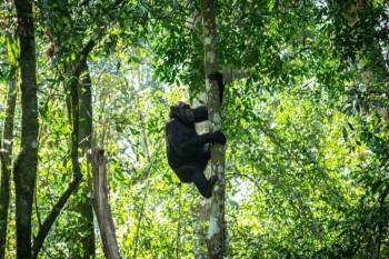 Chimpanzee Trekking In Murchison Fall’s Budongo Forest Tour