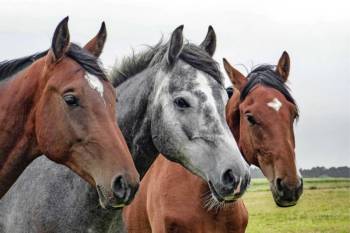 Horse-Riding In Jinja Tour