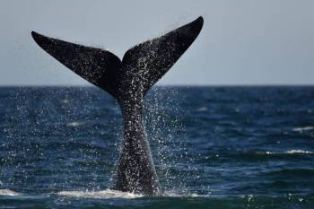 Whale Cruise In Hermanus Tour