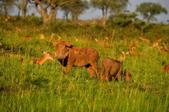 Sunset Cruise In Murchison Falls National Park Tour