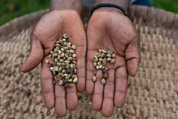 Tour The Small Coffee Plantations Near Sipi Falls