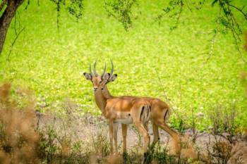 Mountainbike Safari Outside Lake Mburo National Park Tour