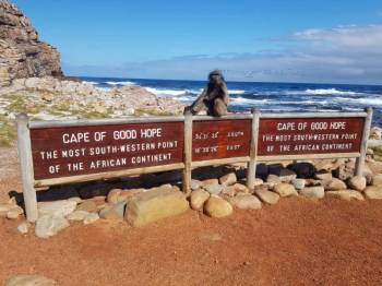 Cape Of Good Hope - Cape Point And The African Penguins Tour
