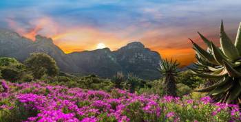 Visit Kirstenbosch Botanical Garden Tour