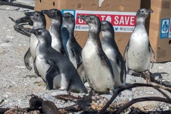 Visit The African Penguin And Seabird Sanctuary Tour