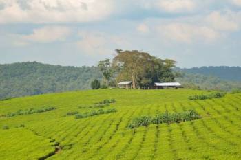 Tea Plantation Tour In Kibale
