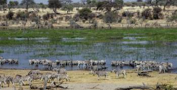 Game Drive In Makgadikgadi Pans National Park Tour