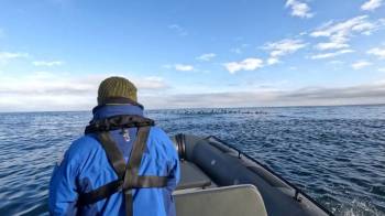 West Coast Whale Cruise Tour