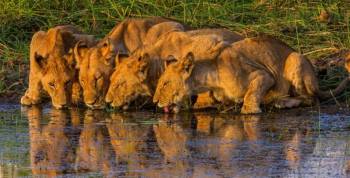 Game Drive In The Okavango Delta Tour