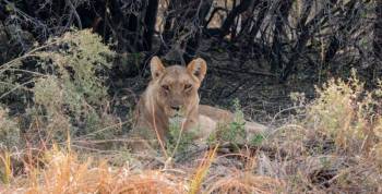 Game Drive In The Moremi Game Reserve Tour