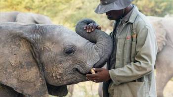 Visit The Elephant Orphans At Elephant Havens Tour