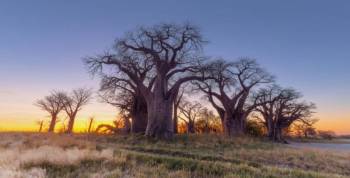 Visit The Baines Baobabs In Nxai Pan National Park Tour