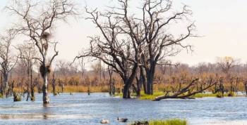 Motorboat Safari - Moremi Game Reserve Tour