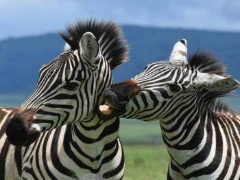 2-Day Tanzania Luxury Fly-in Safari