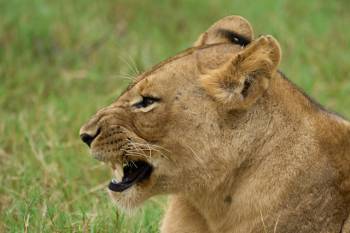 7-Day Tanzania's Top Luxury Safari Highlights (with Balloon)