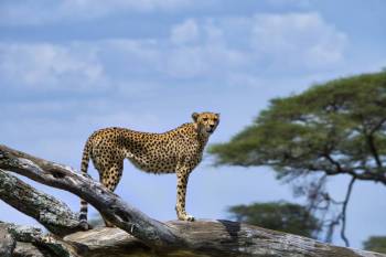 6-Day Majestic Tanzania - Luxury
