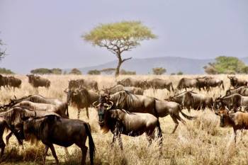 6-Day Majestic Tanzania - Luxury