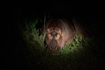 5-Day Serengeti, Ngorongoro and Tarangire Safari