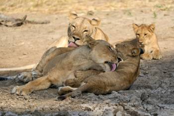 5-Day Serengeti, Ngorongoro and Tarangire Safari
