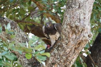 5-Day Serengeti, Ngorongoro and Tarangire Safari