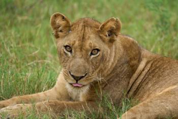 5-Day Serengeti, Ngorongoro and Tarangire Safari