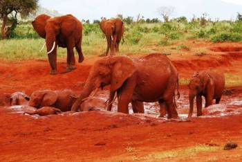 2 Days Safari - Tsavo East Tour