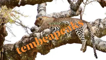 6 Days - 5 Nights Tanzania Safari Tour